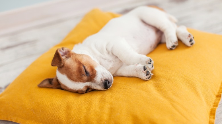 puppy sleeping on bed