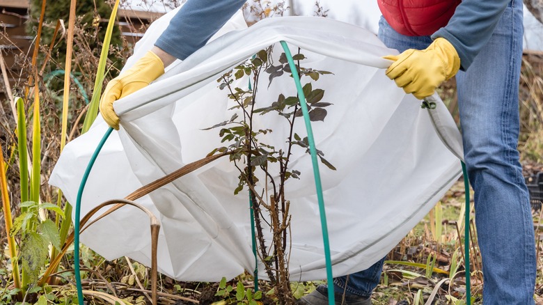 person draping sheet over plant