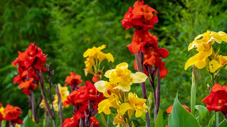 Red and yellow garden cannas 