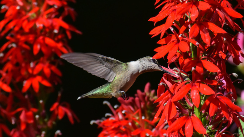 Hummingbird eating red cardinal flower