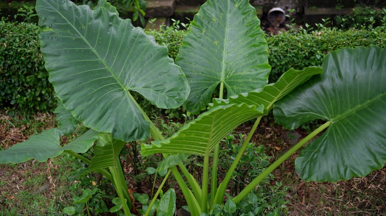 Green large elephant ears plant