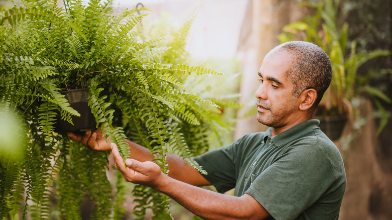 Man tends to potted fern