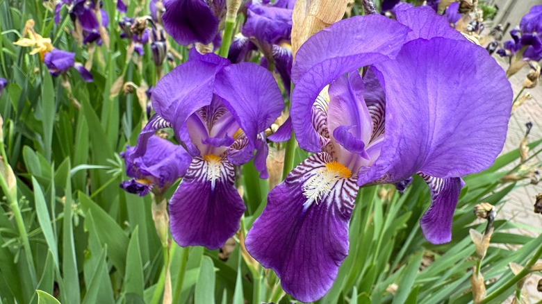 Large purple irises in garden