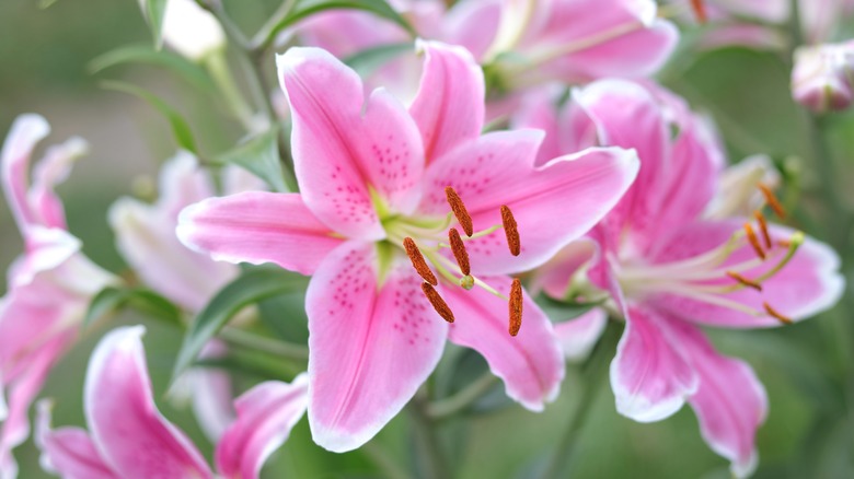 Close up of pink lilies