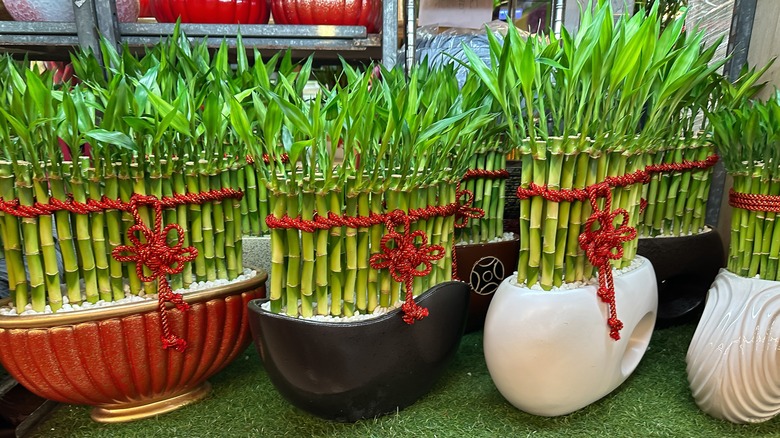 Tall lucky bamboos in pots