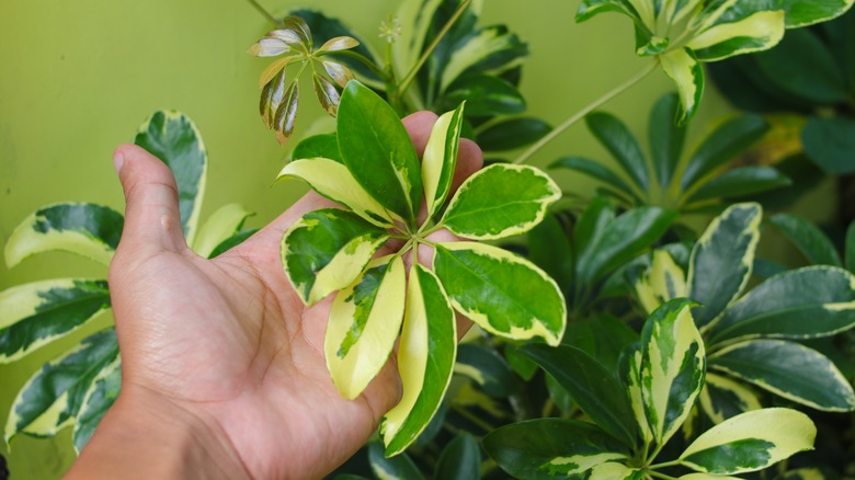 Hand holding umbrella tree leaf