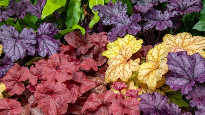 colorful coral bells foliage