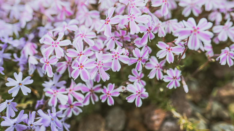 pink and white creeping phlox