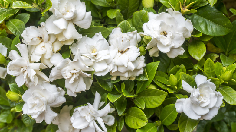 white Gardenias in garden