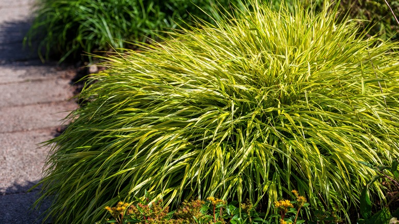 Hakone grass in yard