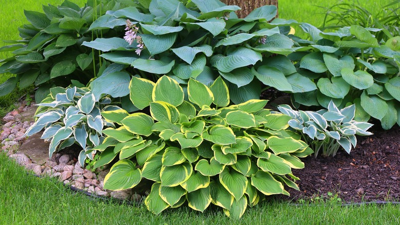 hostas planted by tree