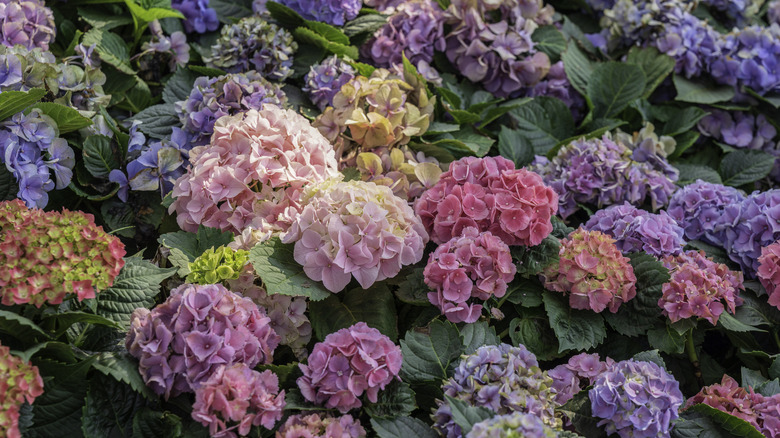 colorful hydrangea flowers