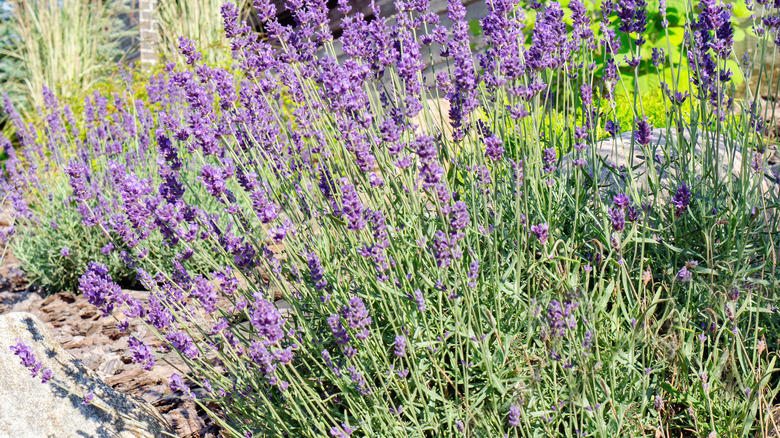 lavender bush in garden