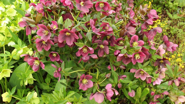 Lenten rose bush in garden