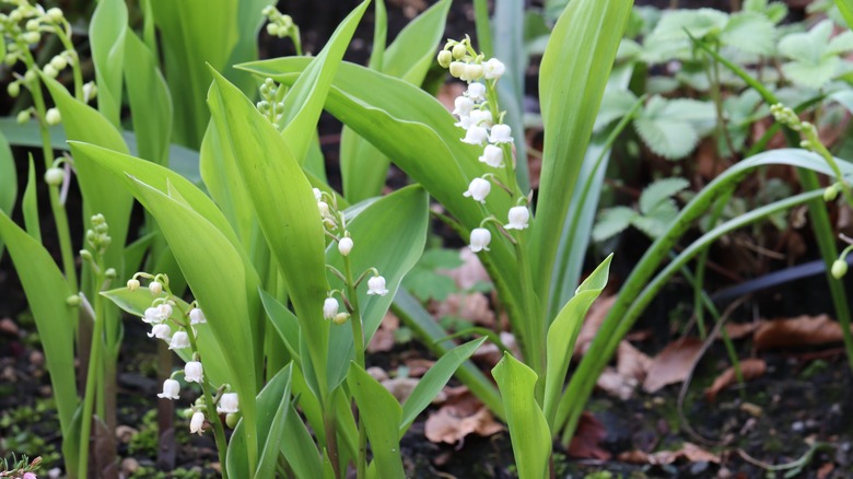 Lily of the valley plant