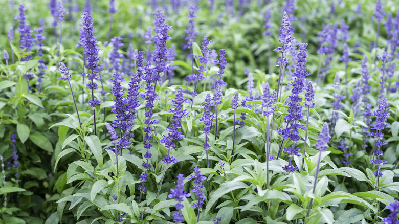 Salvia flowers in garden