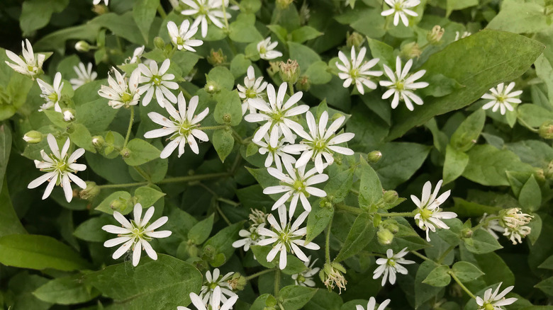 White wood aster flowers in garden