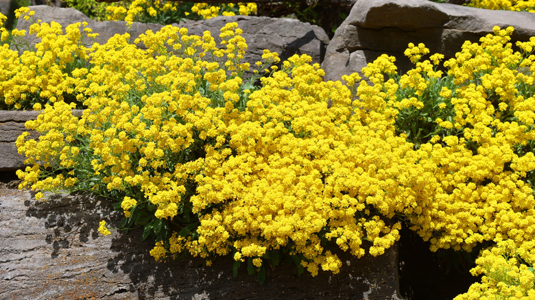 Basket-of-gold flowers growing in clumps in a rocky, walled garden.