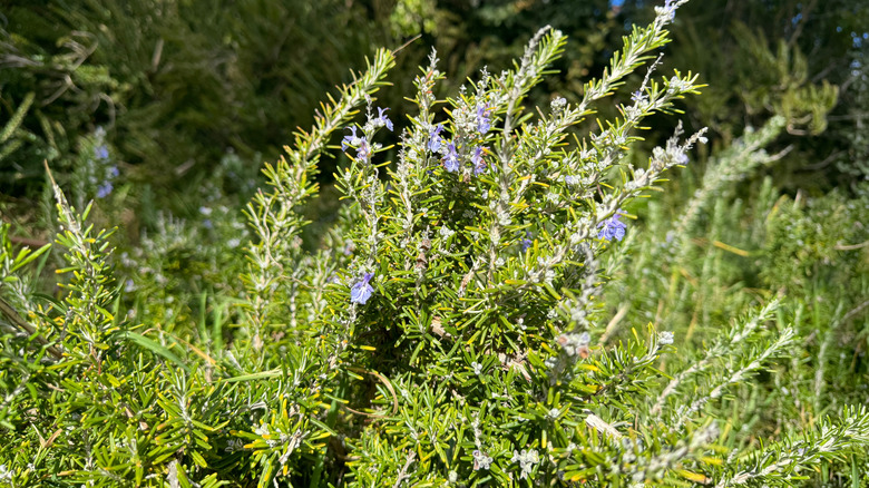 A close up of crawling rosemary with small purple flowers