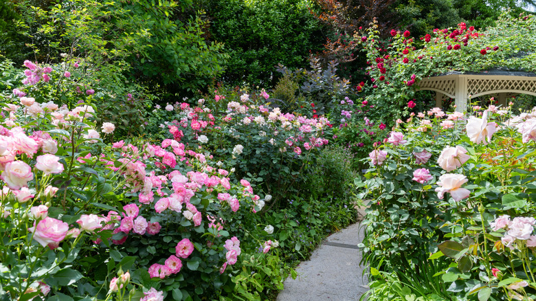 Pink rose bushes growing alongside a walkway and on a gazebo.