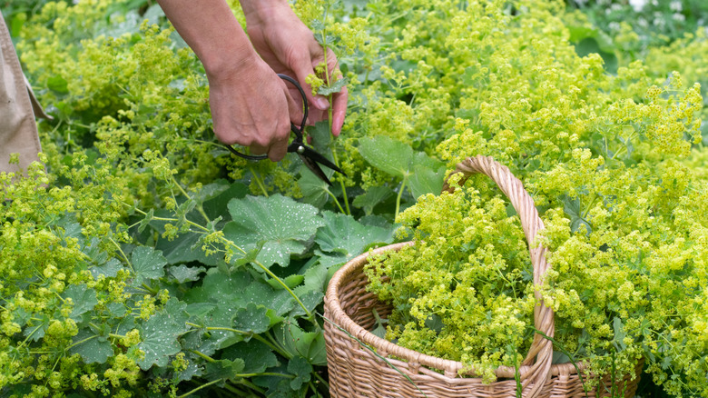 A pair of hands clipping Lady's Mantle from a garden and placing it into a handled basket.