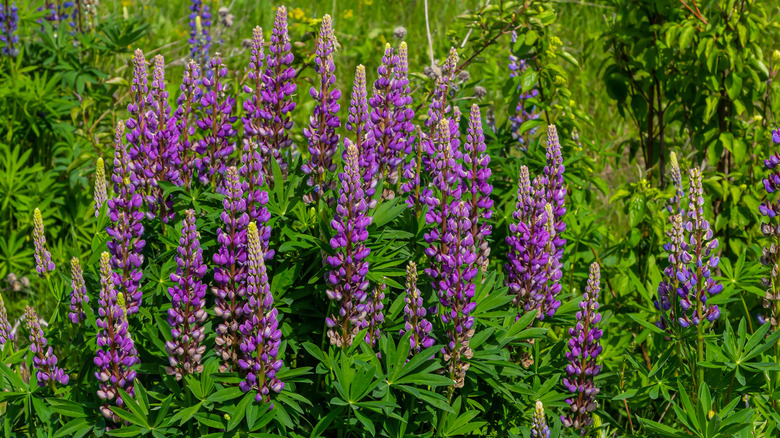 Lupines blooming with purple flowers in a field with wild growth surrounding it.