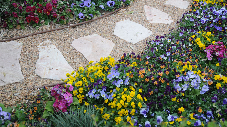 Pansies planted in beds on either side of a gravel walkway.