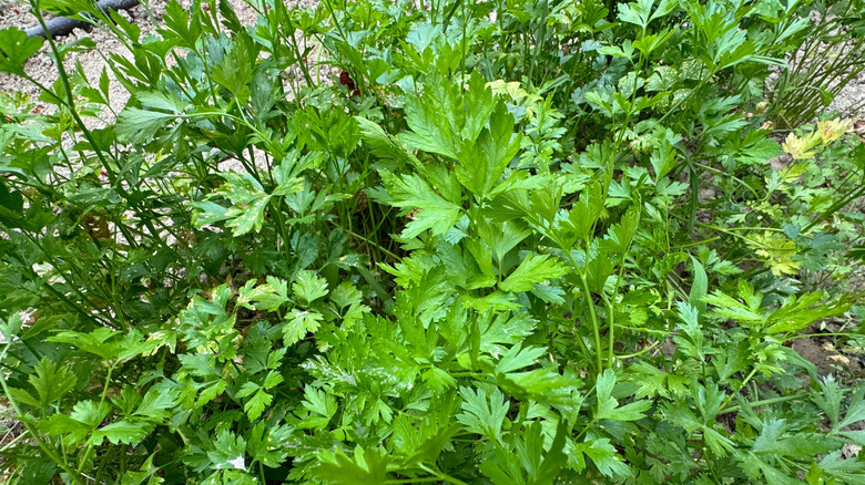 A spread of flat parsley growing in a dirt bed.