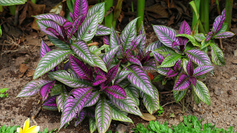 Persian shield clumps planted in a tropical setting with a plumeria flower sitting in foreground and stalky plants in the background.