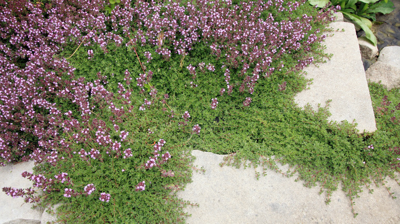 Creeping thyme growing across stone walkways and beds.