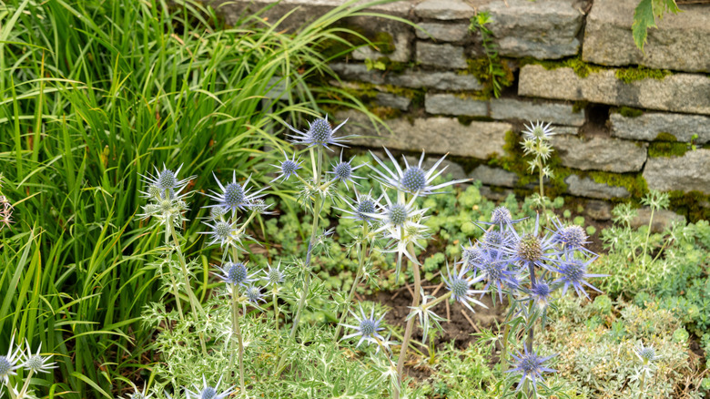 Sea holly growing in a walled garden with a series of succulents.