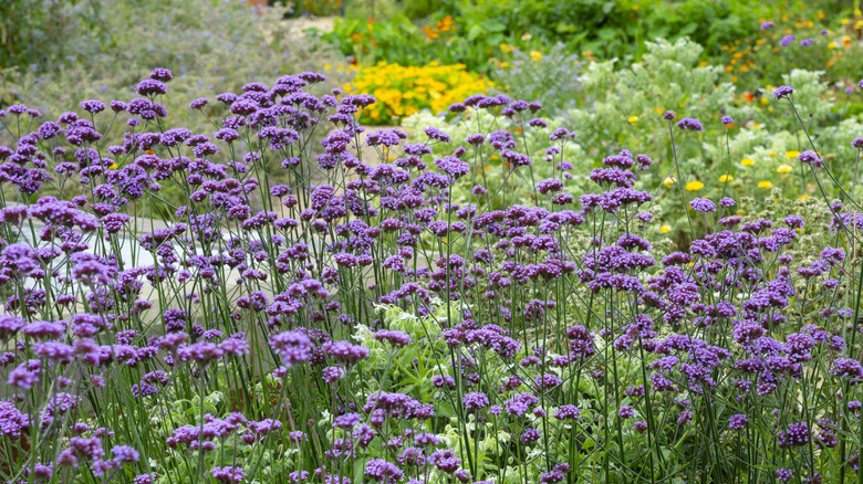 Tall verbena growing in a garden with other multi-colored flowers growing in the background.