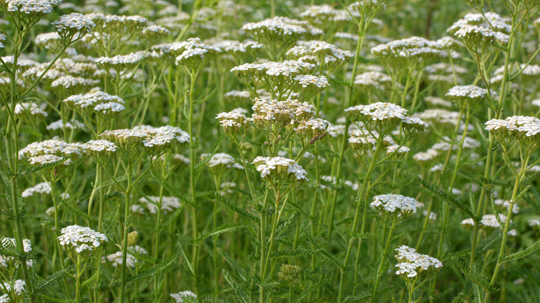 A field of white yarrow plants blooming in the sun.