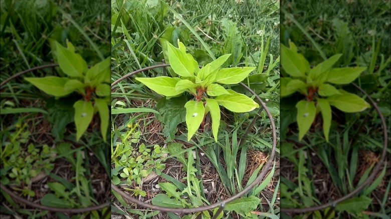 metal rings around plant 