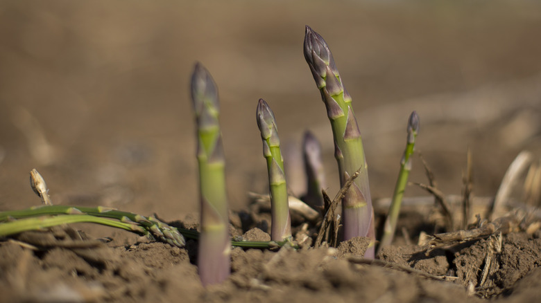 Asparagus growing in soil