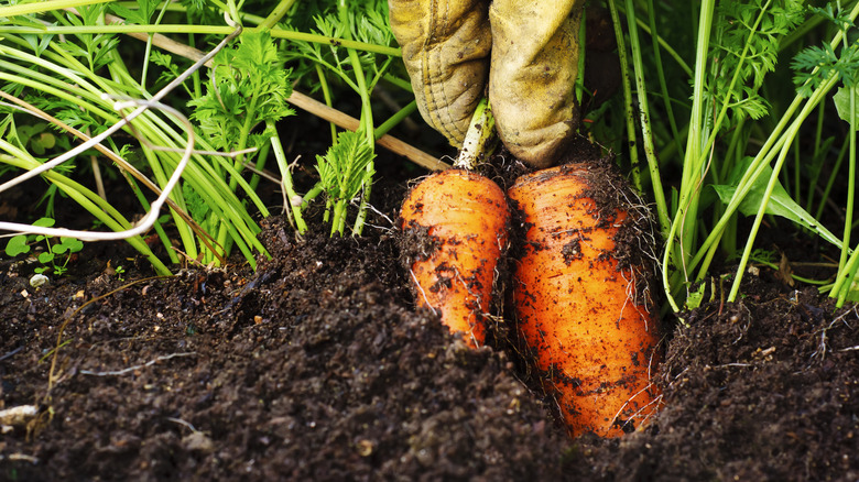 gloved hand harvesting orange carrots