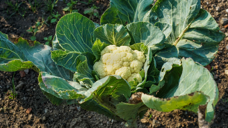 Cauliflower plant with white edibles