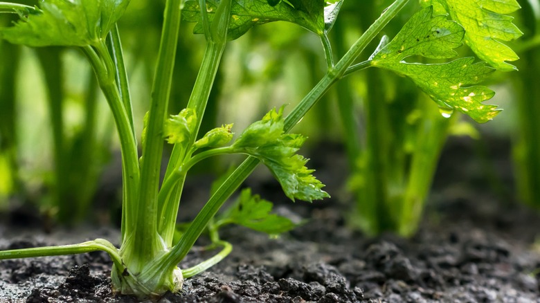celery garden with young stalks 
