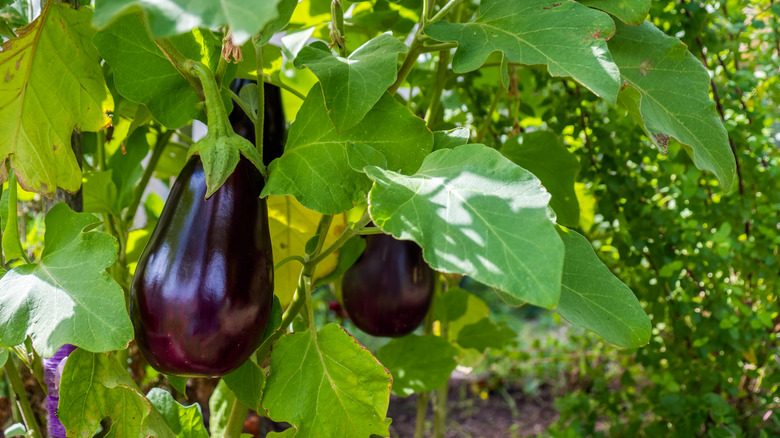 purple eggplants hanging on plant