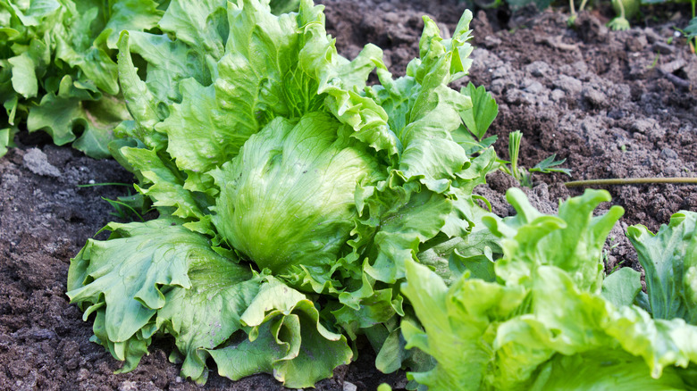 lettuce growing in row