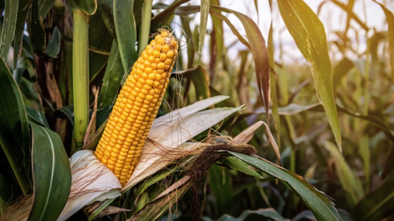 corn on the cob in maze