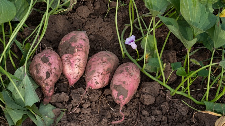 harvested sweet potatoes in soil