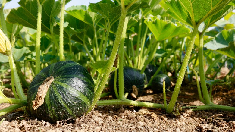 winter squash plant in garden