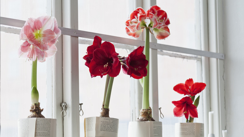Amaryllis flowers lined up in pots in a window