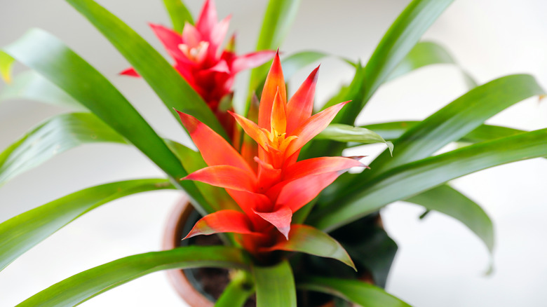 Bromeliad flower in a pot