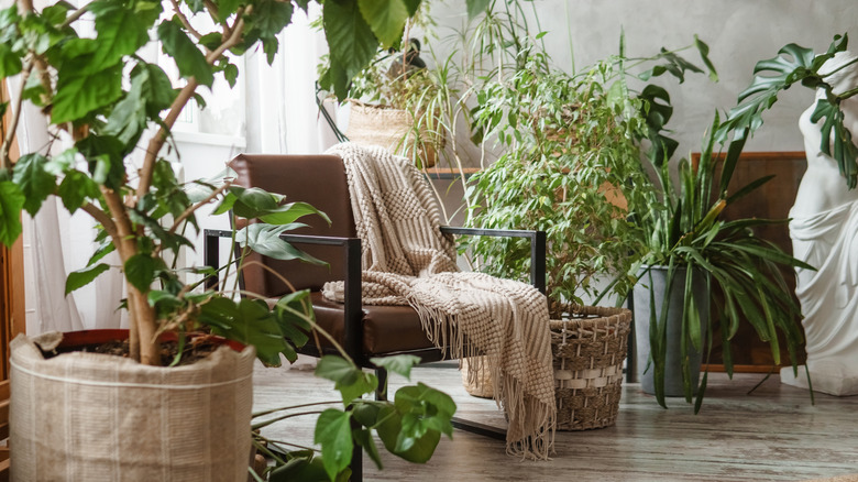 A room full of houseplants with a chair and blanket tucked in between them