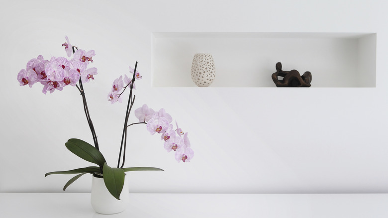 A light pink orchid in a pot on a counter