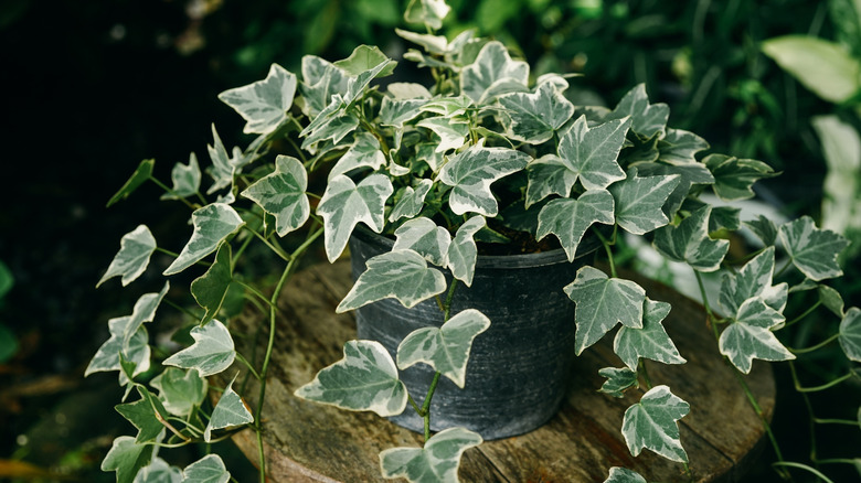 Variegated ivy in a planter