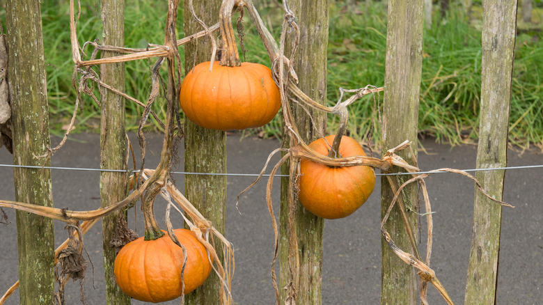 baby bear pumpkin on vine