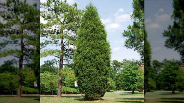 Brodie Eastern Red Cedar Tree 